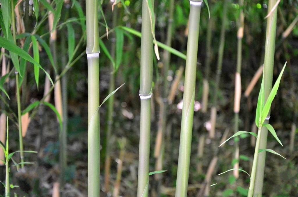  p>狭叶青苦竹(学名: i>pleioblastus chino /i> (franch. et savat.