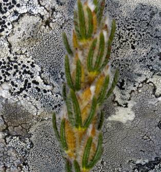 Cyclopia alopecuroides_百度百科