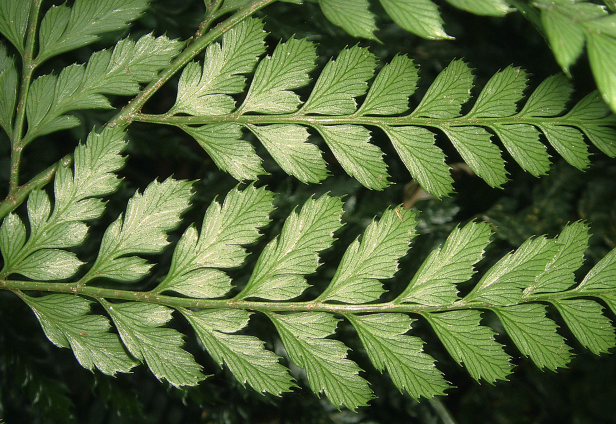  p>刺头复叶耳蕨(学名: i>arachniodes aristata /i> (g. forst.