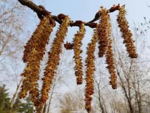 杨树，有雌雄之分，还有五大门派_百科TA说