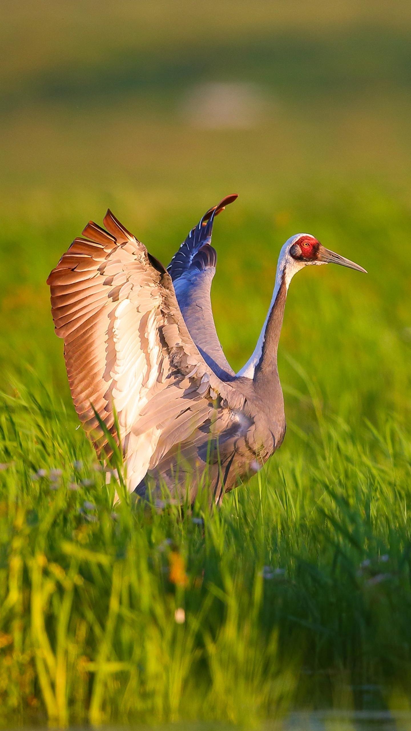  p>白枕鹤(学名: i>grus vipio /i>)体形与丹顶鹤相似,略小于丹顶鹤