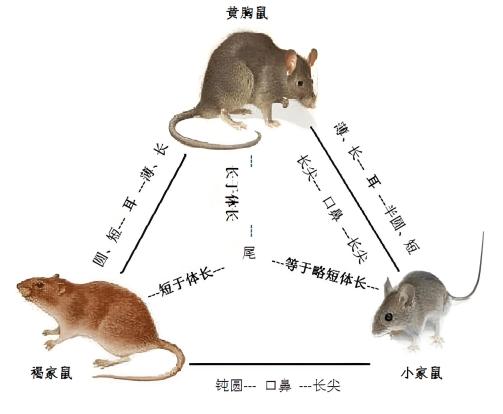 家栖鼠_百度百科