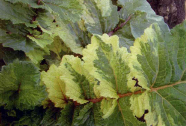  p>萝卜病毒病是由 a target="_blank" href="/item/芜菁花叶病毒