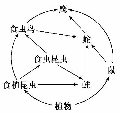  p data-id="go1m3c14ns">食物链(food chain)是英国动物生态学家 a