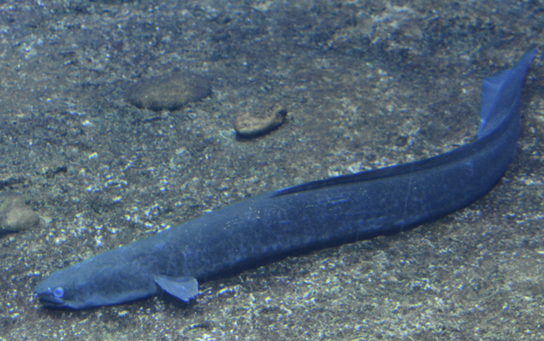  p>花鳗鲡(学名: i>anguilla marmorata /i>)是鳗鲡科,鳗鲡属动物.