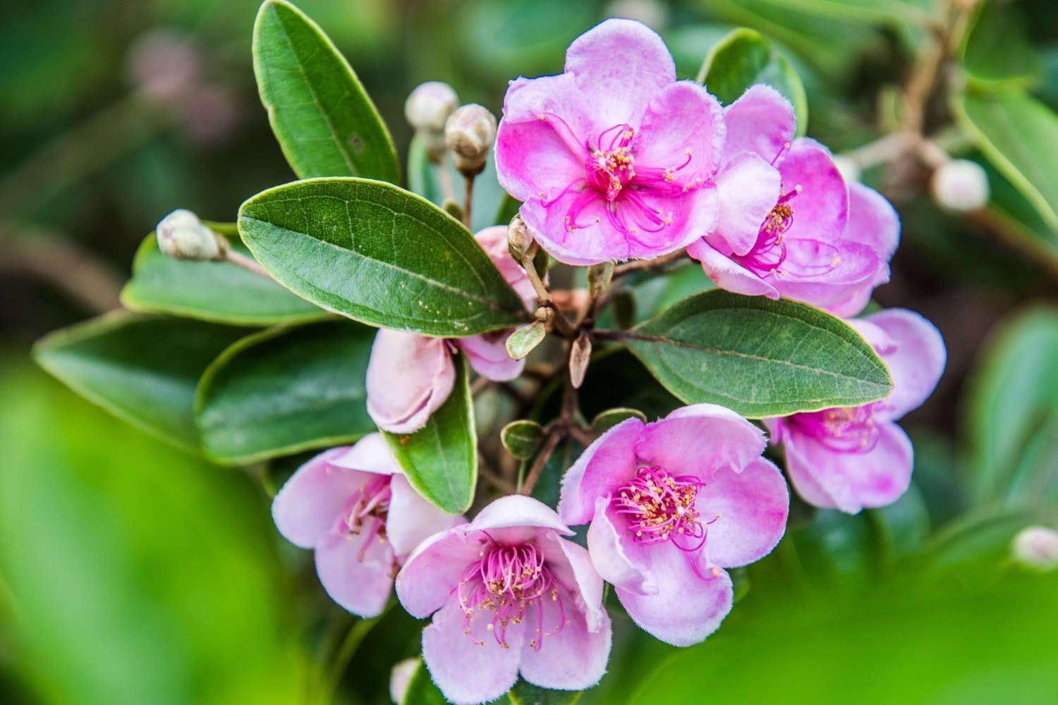 桃金娘科桃金娘属灌木植物,其高可达2米;幼枝密被柔毛;叶对生,椭圆形