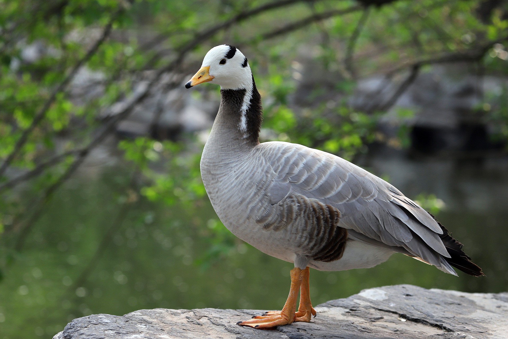  p>斑头雁(学名: i>anser indicus /i>)是中型雁类,体长62-85厘米