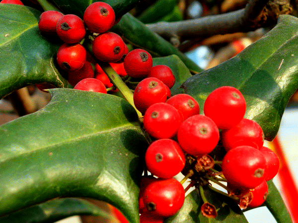 红果冬青