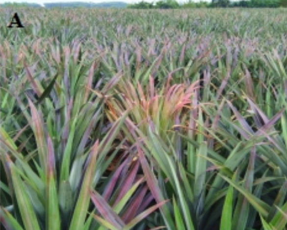 href="/item/菠萝/220259" data-lemmaid="220259">菠萝 /a>的病害