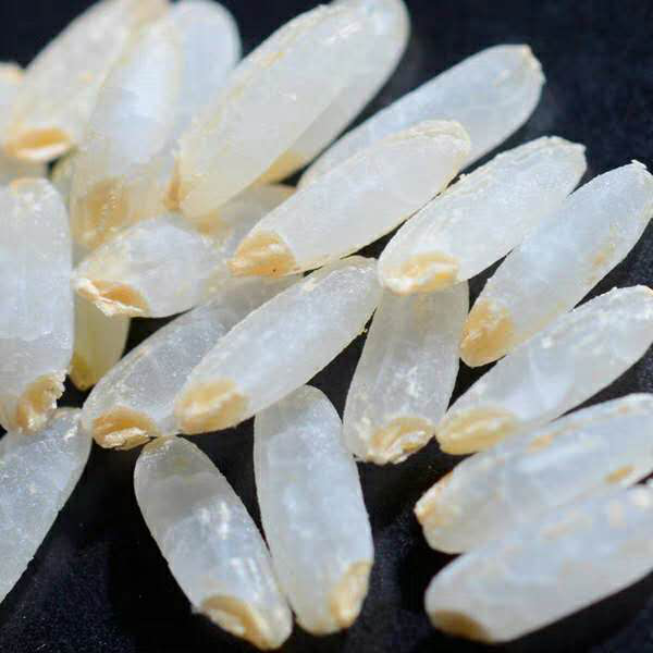 富有机硒胚芽米