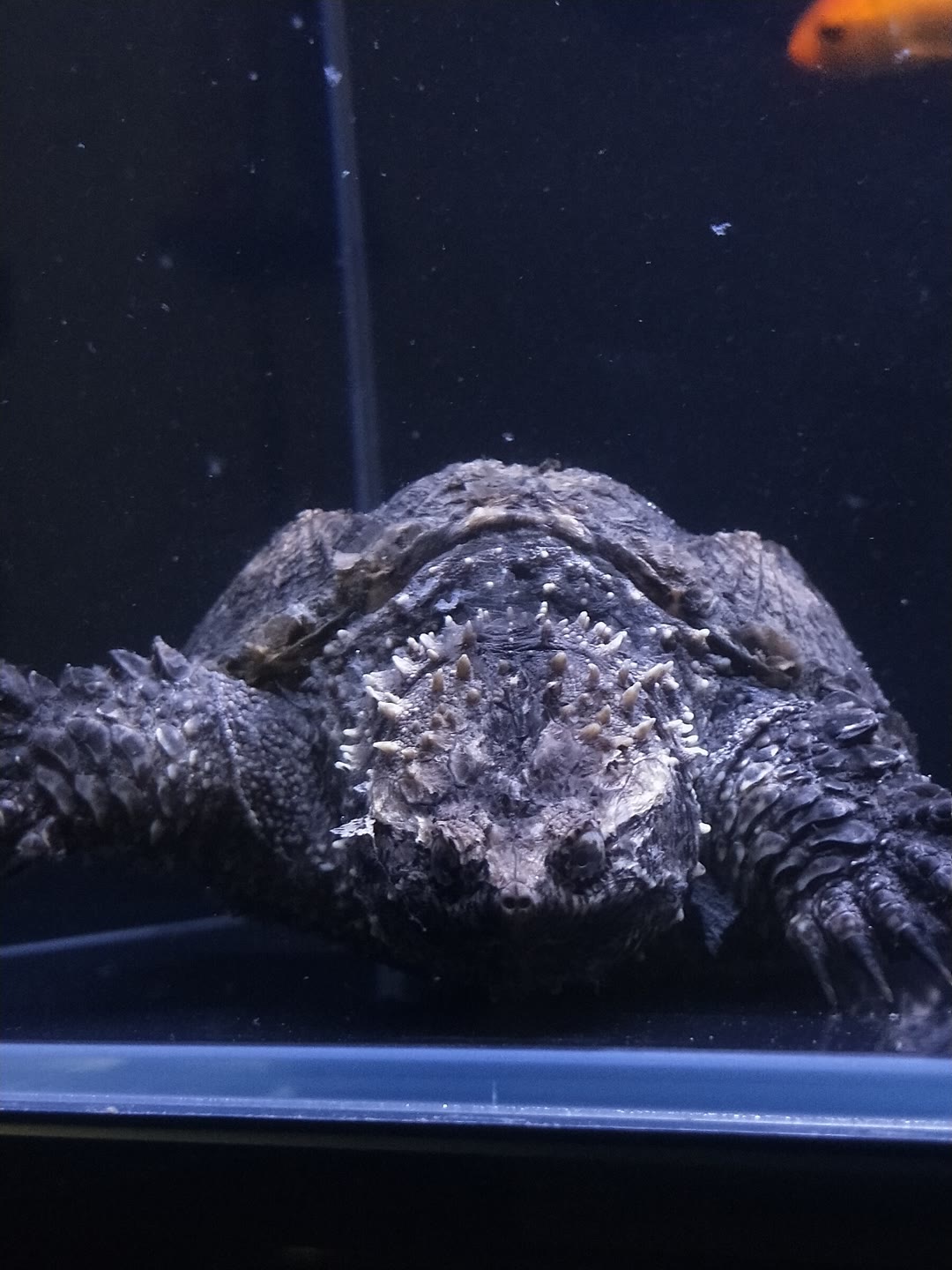 全称 a target="_blank" href="/item/佛罗里达拟鳄龟/8791519" data