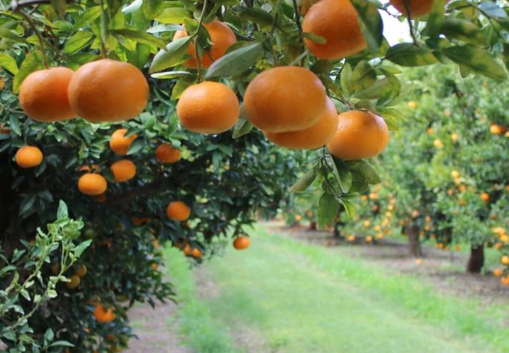 掌握3个促花芽分化方法 柑橘明年花量有保障 快收下这份技术 百科ta说