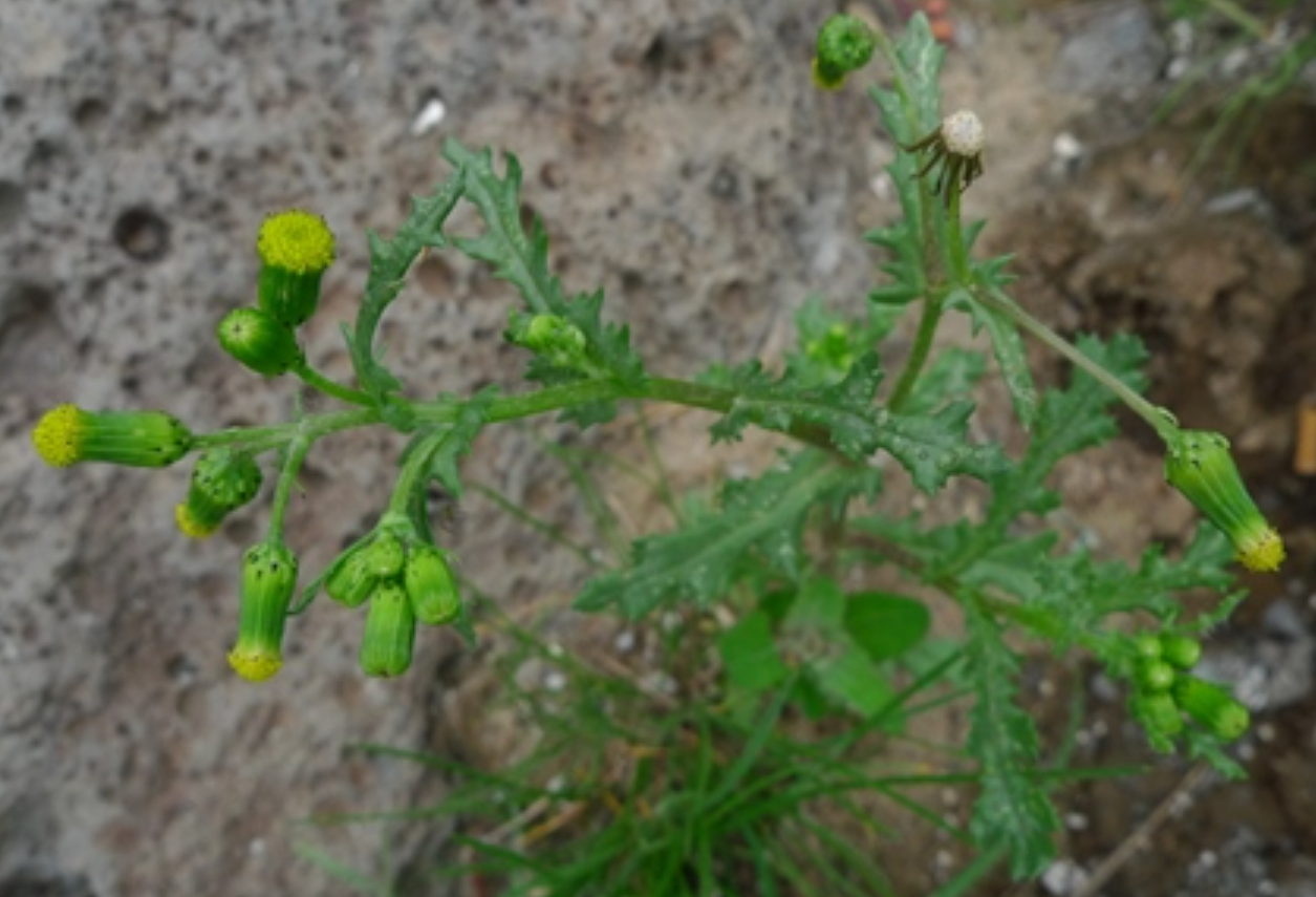 senecio exul