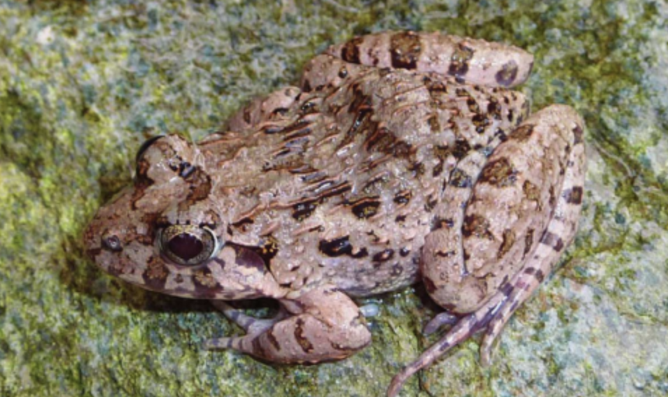  p>泽陆蛙(学名: i>fejervarya multistriata /i>)是叉舌蛙科,陆蛙属