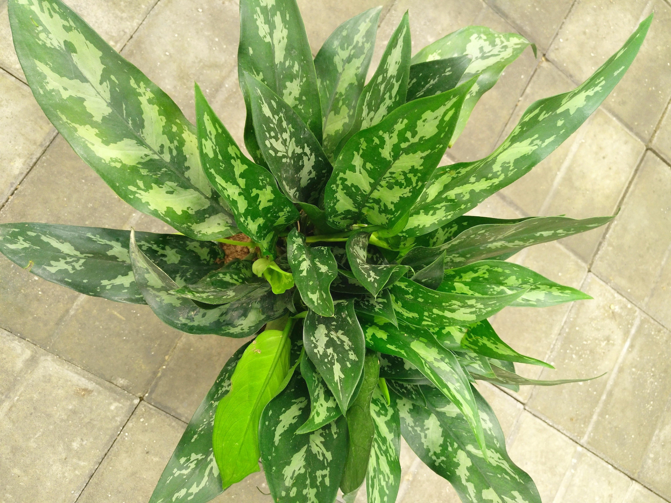  p data-id="tzpt55h7uxqx">银皇后为天南星科广东万年青属的多年生