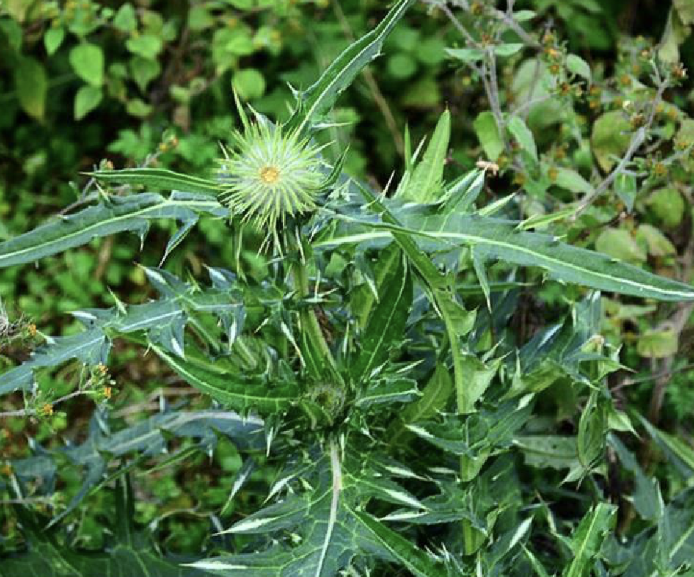  p>马刺蓟(学名: i>cirsium /i>  i>monocephalum /i> (vaniot) h.