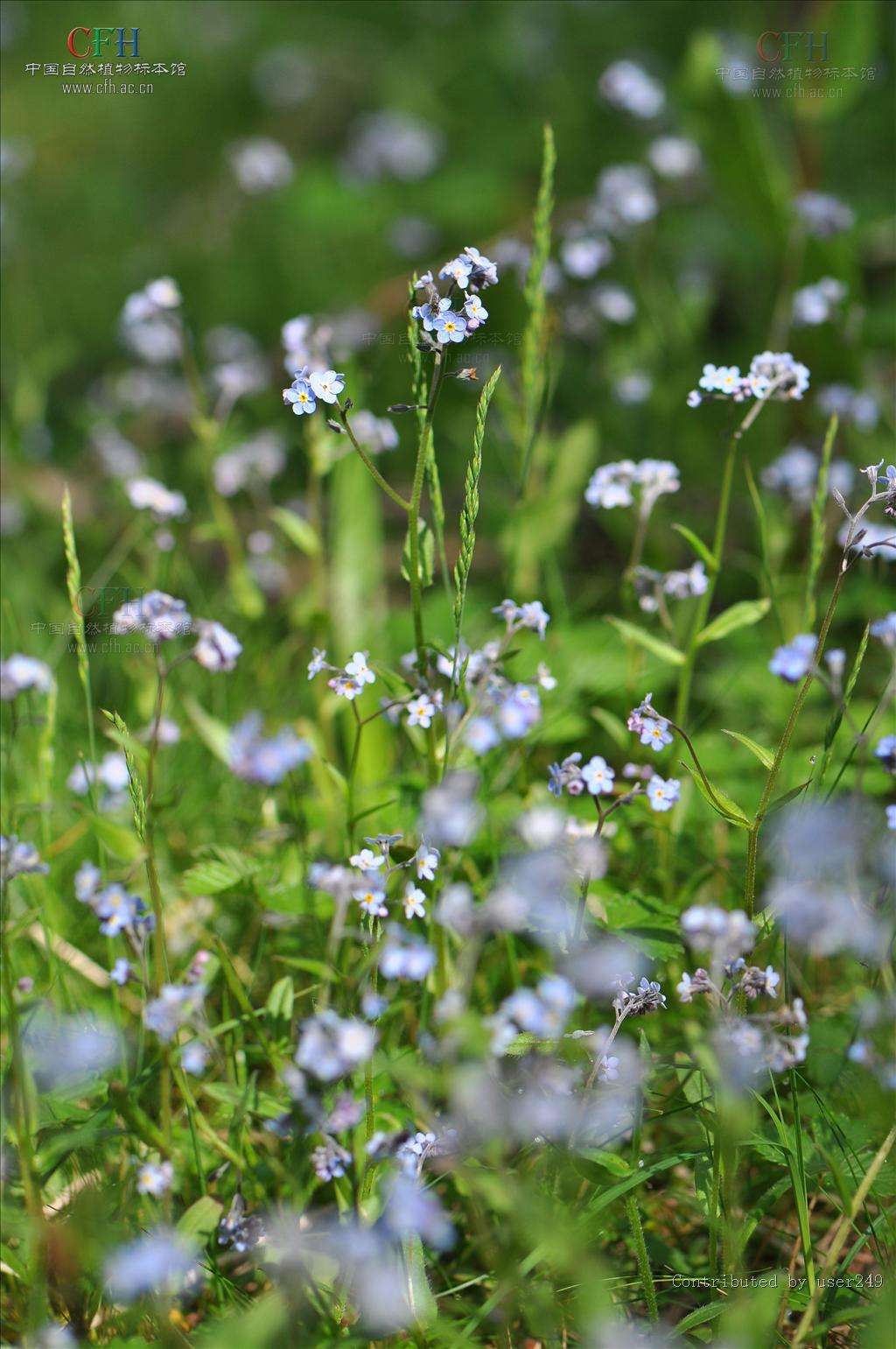  p>附地菜(学名: i>trigonotis peduncularis /i>)为 a href="#" data