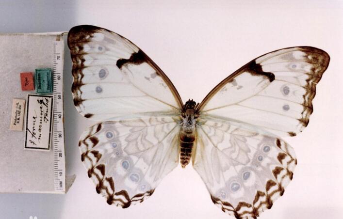  p> a target="_blank" href="/item/白摩尔闪蝶">白摩尔闪蝶 /a>