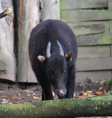  p>山地水牛(学名: i>bubalus quarlesi /i>):是偶蹄目,牛科,水牛属中