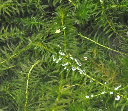  p>水蕴草(学名: i>egeria /i>  i>densa /i> planch.