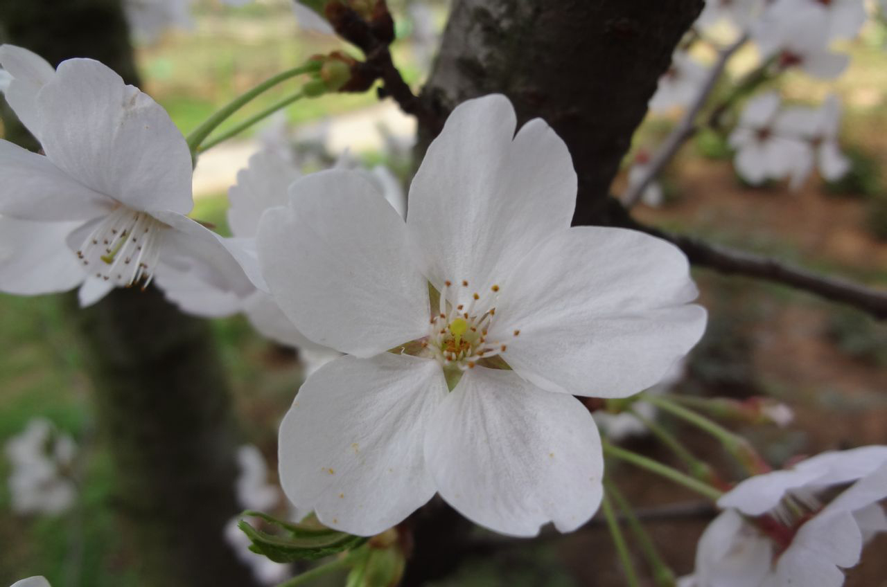 大岛樱是野生樱花的代表,很多园艺品种樱花来源于此,原产地日本,叶子