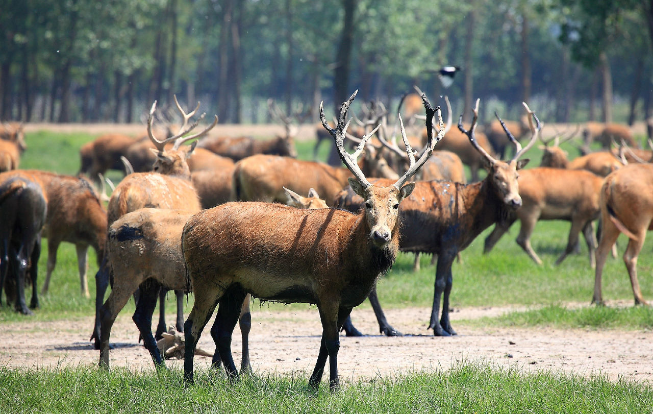  p>每年的6月份前后在江苏 a target="_blank" href="/item/大丰麋鹿