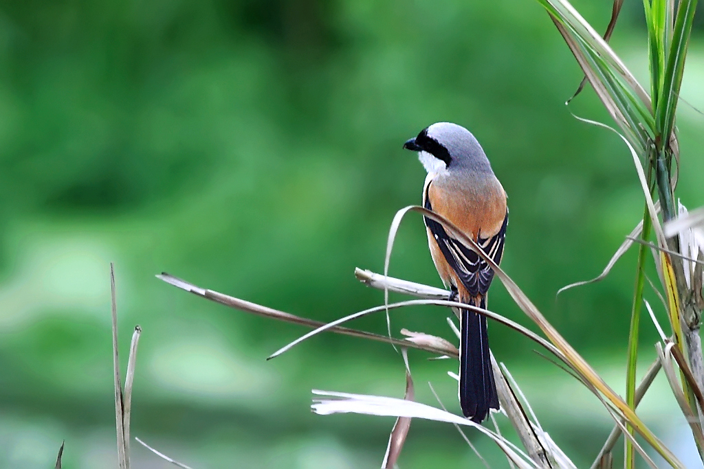 棕背伯劳马来亚种