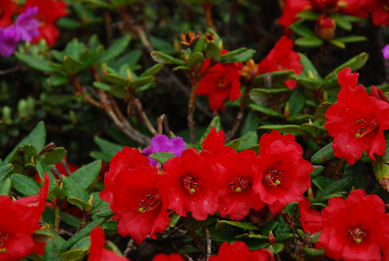  p>血红杜鹃(学名: i>rhododendron sanguineum /i> franch.