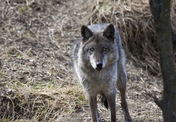 狼亚种,从鼻尖到 a href="#" data-lemmaid="2622">尾巴 /a>末端的体