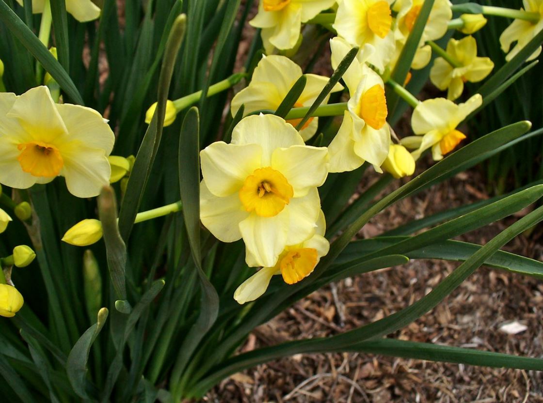  p>多花水仙(学名: i>narcissus tazetta /i> l.