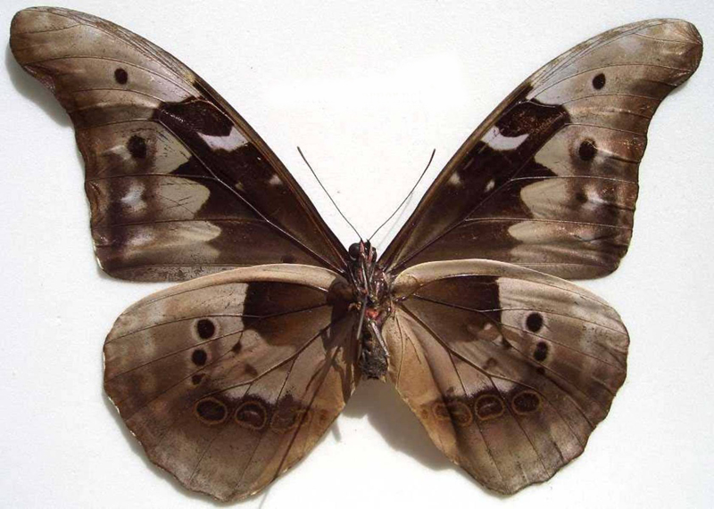  p>尖翅蓝闪蝶,(学名:morpho rhetenor),鳞翅目,蛱蝶科,闪蝶属的一种