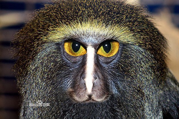  p>枭面长尾猴(学名: i>cercopithecus hamlyni /i>)有一张很像 a