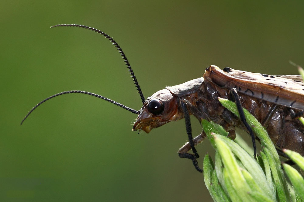  p>石蝇是动物界, a href="#" data-lemmaid="1622398">节肢动物门 /a