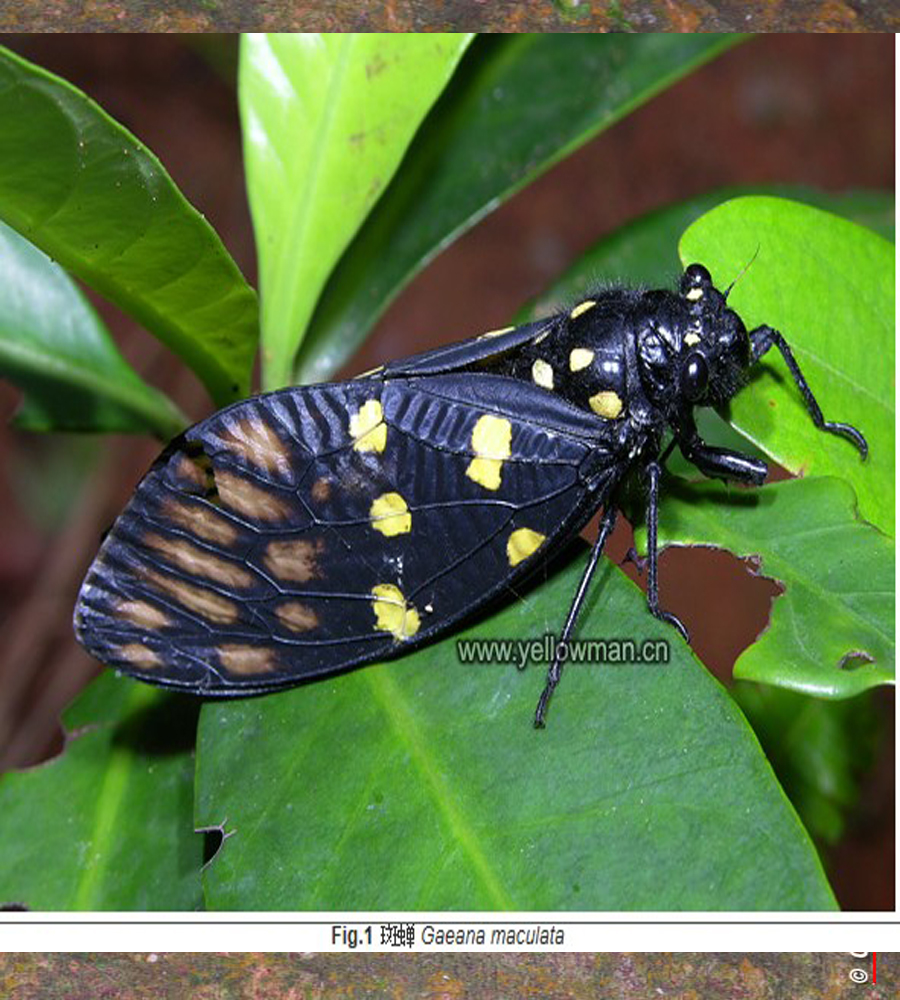  p>斑蝉是一种昆虫纲, a target="_blank" href="/item/昆虫纲