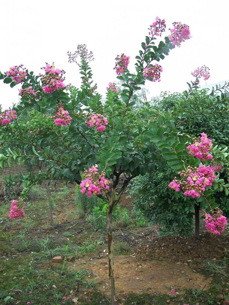  p>小叶紫薇,学名紫薇,又称细叶紫薇,百日红,痒痒树等.