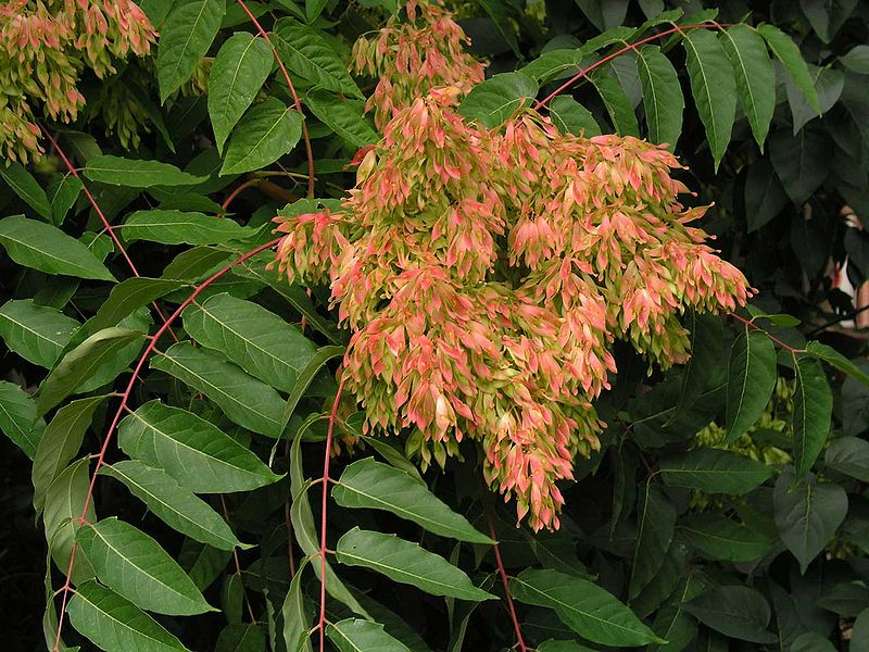  p>臭椿( i>ailanthus altissima /i>)苦木科臭椿属落叶乔木,树皮灰色