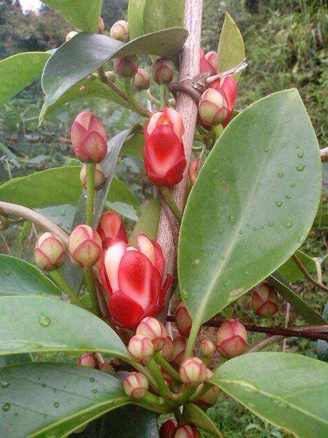 黑老虎(原变种)