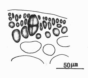  p>海南江蓠的藻体直立,圆柱状,单生或丛生,近基部略细,基部具一小盘