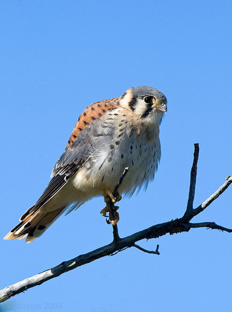  p>隼,国家重点保护鸟类.