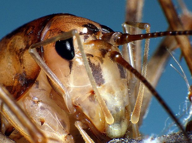  p>北美穴蟋螽(学名:ceuthophilus pallidus)触角超过体长,左,右上颚