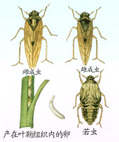 飞虱_百度百科