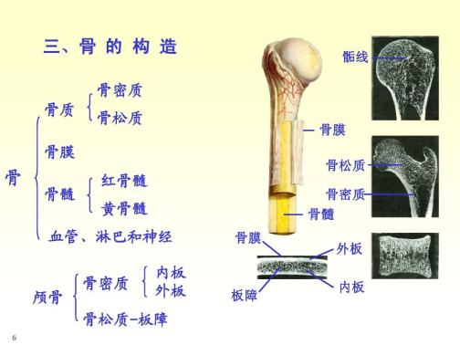 骨（动物肢体中坚硬的组织部分）_百度百科