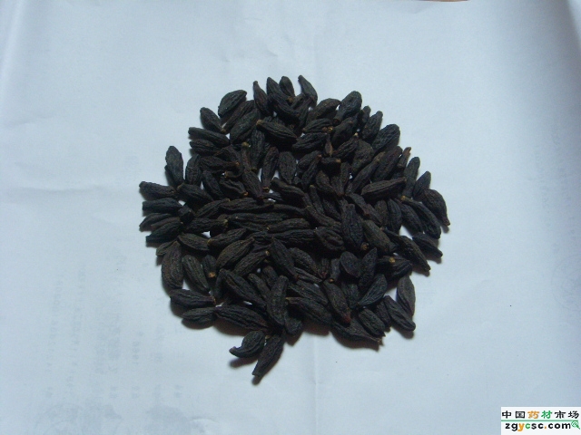  p>藏青果,别名西青果,大乔木,.