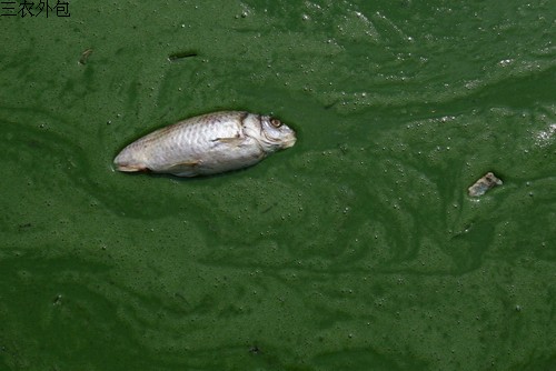 cyanophyta