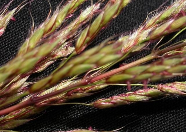  p>大油芒(学名: i>spodiopogon sibiricus  /i>trin.