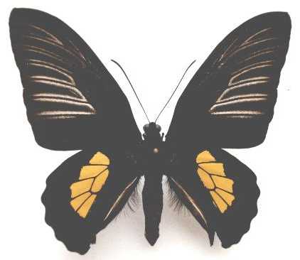  p>皮斯特小斑裳凤蝶(学名:troides haliphron pistor )是凤蝶科 a