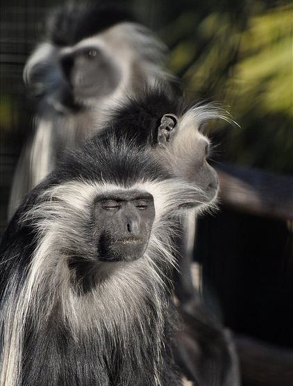 angolan black-and-white colobus