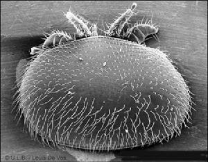 螨虫属于<a href="#" data