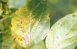 辣椒细菌性斑点病