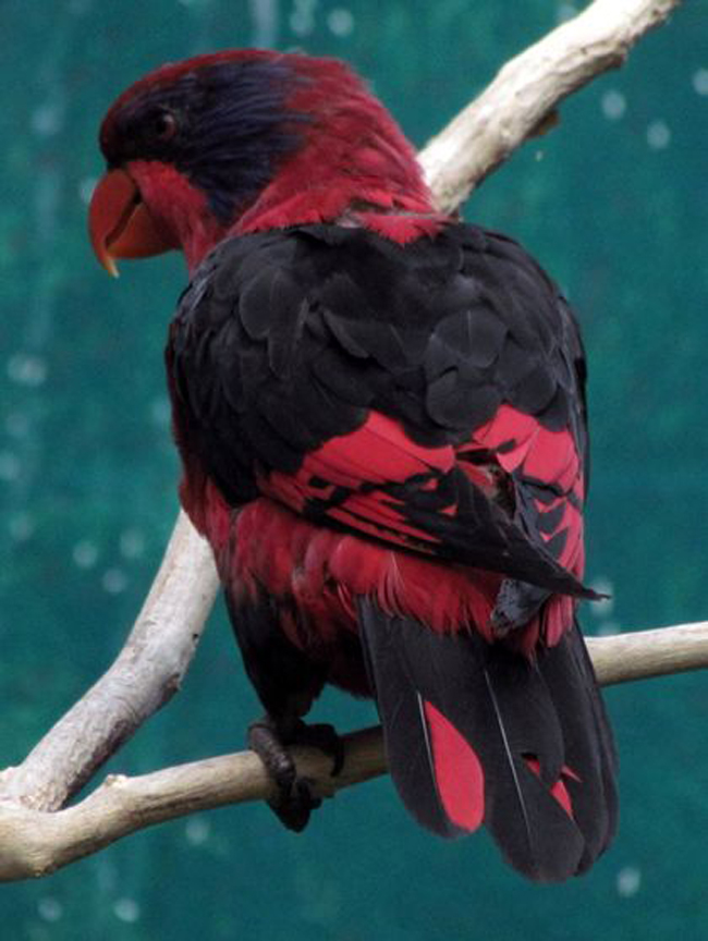  p>黑翅吸蜜鹦鹉(学名:eos cyanogenia)羽色鲜艳,主要以花粉,花蜜与